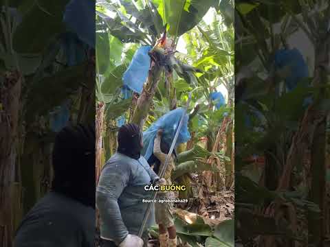 Quy trình tạo ra chuối thumbnail
