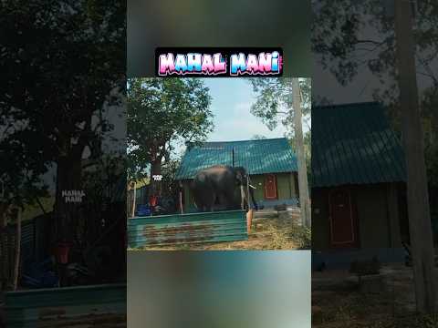 குட்டி கோல்டு ? சம்பவம் டக்கர் ? அர்னால்டு வீட்டு வாசல் முன்னாடி நின்னு என்ன செய்கிறார் ? thumbnail