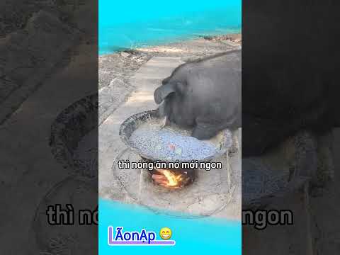 Cãi heo không ? 🤣 #laonap thumbnail