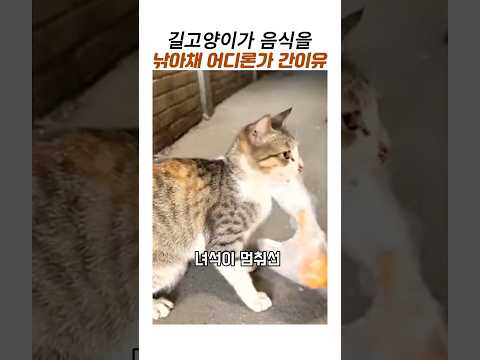 길고양이이가 음식을 낚아채서 어디론가 간이유 #길고양이 #길고양이 새끼 # 아기고양이#모성애 #감동동물 thumbnail