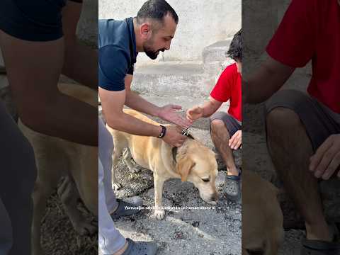 Sokakta kaybolan köpeğe yardım ediyoruz #ytdayibenionecikarnolur #youtubeshorts #viral #global #dog thumbnail
