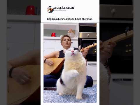 Bağlama duyunca bende kedi gibi oluyorum thumbnail