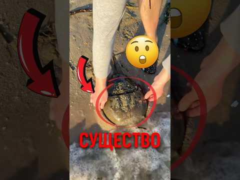 🦀 Существо которое могло спасти тебе жизнь! #интересно #факты #животные thumbnail