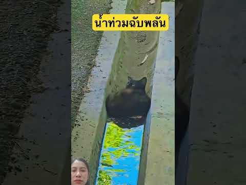 เผลอหลับแปปเดียว #cat #shortvideo #smilesmile #pets #funny #youtubeshorts #animals #greenscreen thumbnail