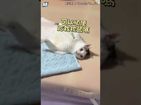 一開門見貓皇「躺平」雙腳伸直超鬆弛！媽媽笑瘋：把自己當人了嗎#shorts thumbnail