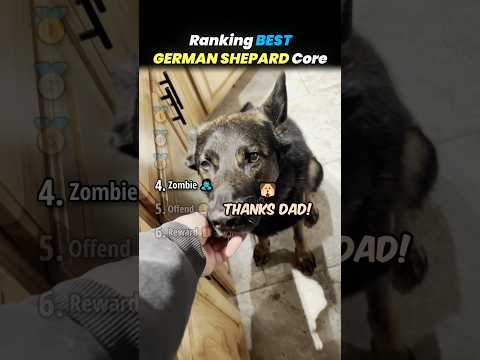 Ranking BEST GERMAN SHEPARD Moments Core!! 🐶🤎 thumbnail
