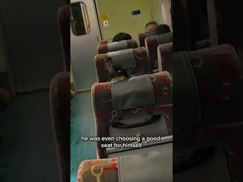 Unexpected guest on KTMB Shuttle Tebrau 🤣 thumbnail