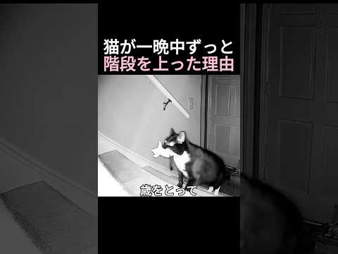 猫が一晩中ずっと階段を上った理由 thumbnail