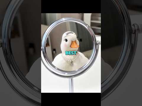 Call Duck will never tell you these things! thumbnail