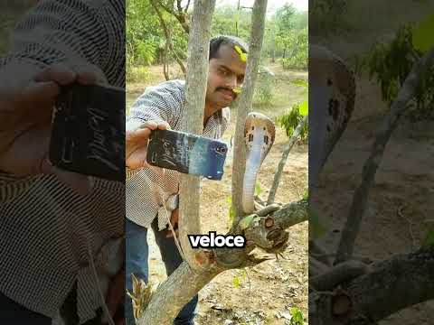 Come Riconoscere Un Serpente Velenoso?!☠️ thumbnail