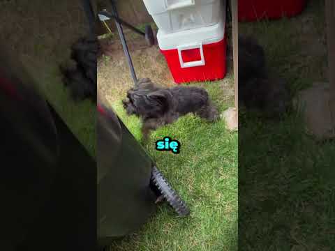 Pies Który Zachowuje Się Jak Glitch thumbnail