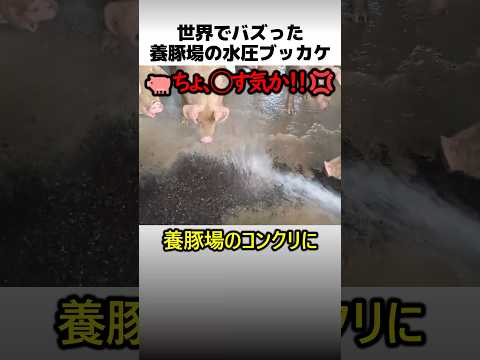 養豚場で高圧洗浄を使う理由 thumbnail