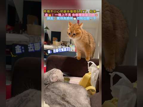 晚上不小心把灰貓關到臥室了… 金：一晚上都沒看到❗去哪裡鬼混了💢 網友：罵得好髒啊🤣把牠也關一下😅 #cat #cute #funny #funnyshorts #shorts thumbnail