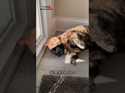 Почему Кошки Любят Солнце 🌞 thumbnail