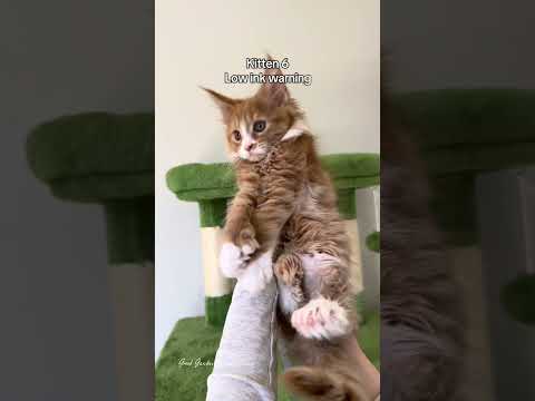Which one are you stealing? ? #mainecoon #kitten #orange thumbnail