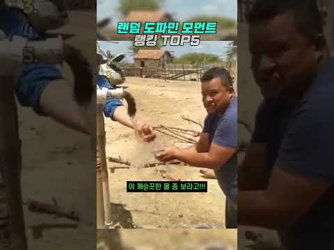 역대급 랜덤 도파민 모먼트 thumbnail