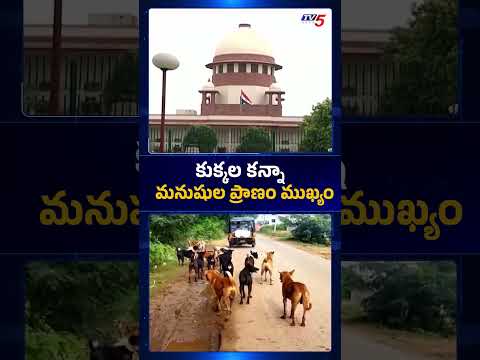 కుక్కల కన్నా...మనుషుల ప్రాణం ముఖ్యం #SupremeCourt #streetdog #tv5 thumbnail
