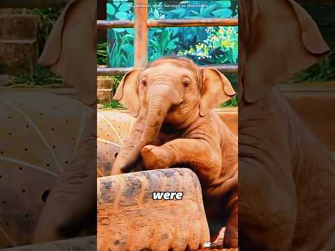 This little elephant tries every possibleway to play in the water.#shorts thumbnail