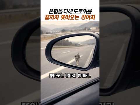 도로위를 계속 쫓아오는 강아지#감동동물#유기견#강아지입양 thumbnail