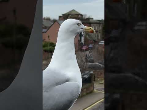 Secretly Feeding My Pet Seagulls Lover... thumbnail
