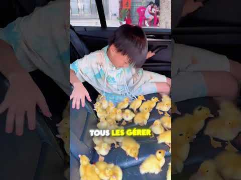SES CANETONS LE SUIVENT PARTOUT ! 😍🦆🏖️ thumbnail