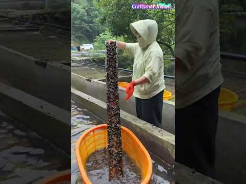 تربية الحلزونات الصالحة للأكل على طوافات من الخيزران thumbnail