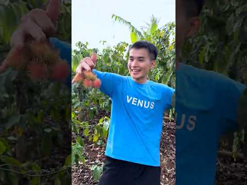 SH - Cướp trái cây của cậu bé || Steal the boy's fruit. #shorts thumbnail