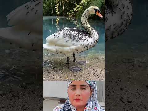 tu Rahman tu Karim ❤️#youtubeshorts​ #shortvideo​ #duet​ #islam #islamicvideo #trending #viral thumbnail