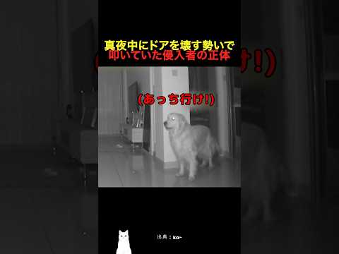 真夜中にドアを壊す勢いで叩いていた侵入者の正体 thumbnail