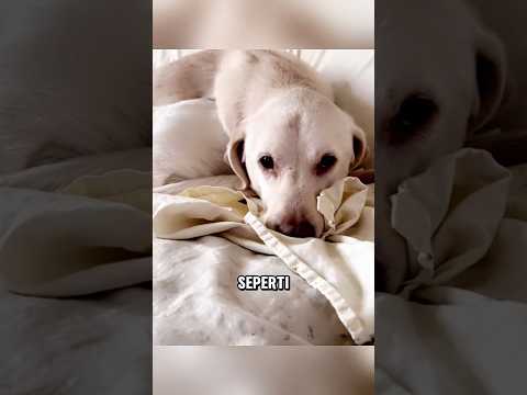 Anjing ini diasingkan karena memiliki warna yang berbeda thumbnail