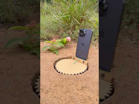 Innovative design bird trap using cardboard and phone #shorts thumbnail