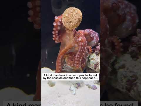 Mark of Love #lovestory #animals #wildliferescue #cute #pets#love #funny #octopus #oceanlife thumbnail
