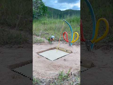 Amazing Creativity Parrot Trap In Jungle #shorts thumbnail