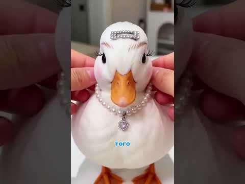 Несколько уникальных фактов о утке-мандаринке. 🙄🪿 #shorts thumbnail