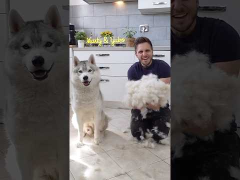 È VERO che gli HUSKY perdono un sacco di PELO? 🫣🐺😱 #husky #siberianhusky #cane #dog #dogs thumbnail