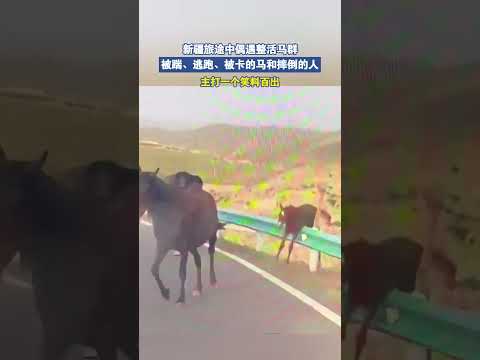 新疆旅途中偶遇整活马群，被踹、逃跑、被卡的马和摔倒的人 thumbnail