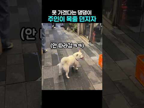 "잘살아 엄마 간다.." 못가겠다는 댕댕이, 주인이 목줄 던지자 thumbnail