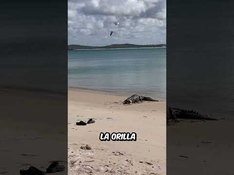 Esta PLAYA no es lo que PARECE, un PASO en FALSO y podría ser tú FIN thumbnail