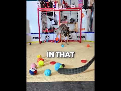 This dog is very focused on the target ?♥️ #shorts thumbnail