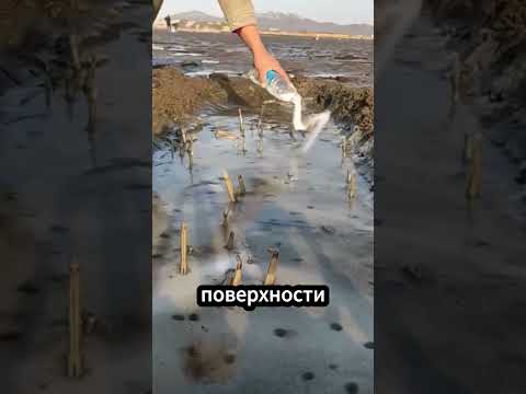 🦪 Как моллюска вытаскивают из песка солью! #моллюски #морепродукты #рыбалка thumbnail