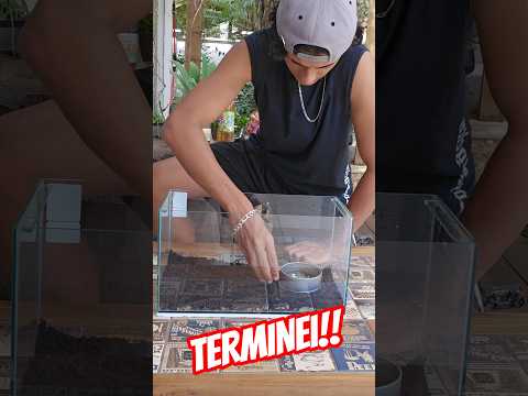 MEU TERRARIO FICOU PRONTO!!#shorts thumbnail