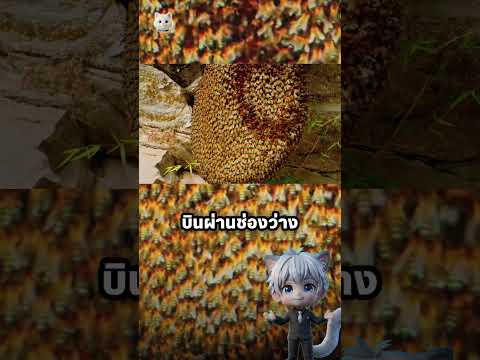 ผึ้งไม่หลงฝูงแม้บินสวนกัน thumbnail