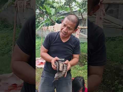 Ara Kaget Kepanasan Pegang Tanduk Domba Yg Mw Papa Buang Gosong. Hati-hati Tangan Papa Bs Panas Jg🥵🐐 thumbnail
