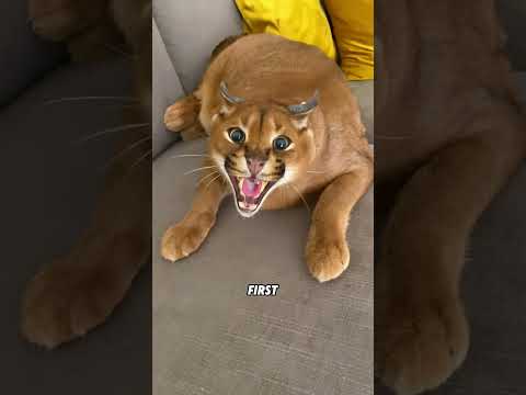 A caracal that likes to huff#animals #funny #funnyanimal #cute #caracal thumbnail