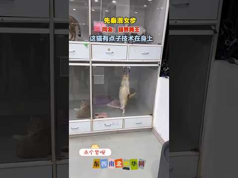 让我看看这小猫子又在耍什么狐媚手段！ thumbnail