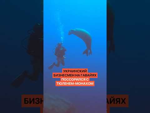 Украинский бизнесмен на Гавайях бросил камень в редкого тюленя-монаха. Местные ему этого не простили thumbnail
