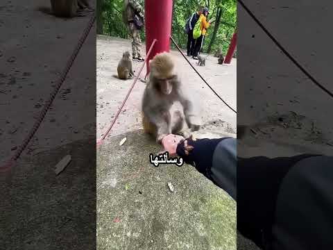 القردة بتساعتها بطريقة مميزة thumbnail