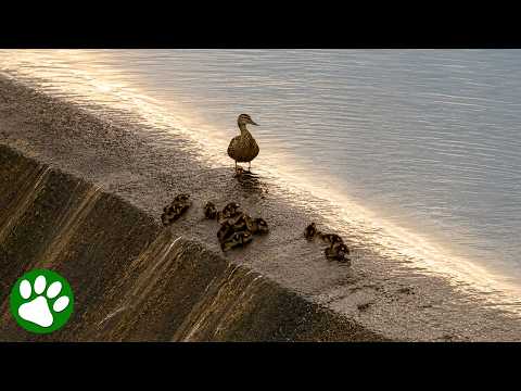 Ducklings Can't Stop Sliding Down This Dam - So Adorable! thumbnail