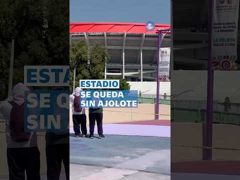 Ajolote “desaparece” afuera del Estadio Ciudad de México #shorts thumbnail