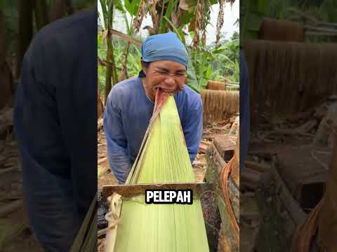 Serat Terkuat dari Pelepah Pisang! thumbnail